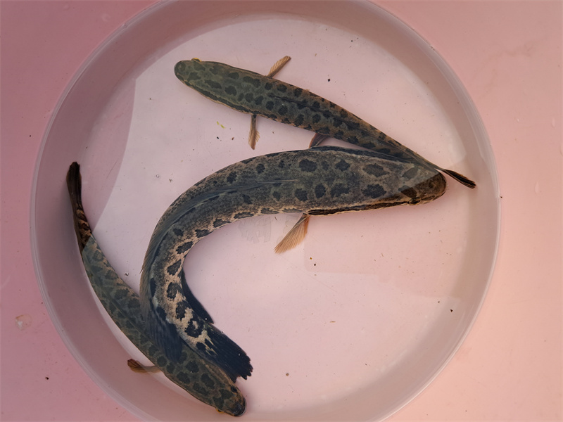 微信图片_20251006222020 微信图片_20251006222020.jpg